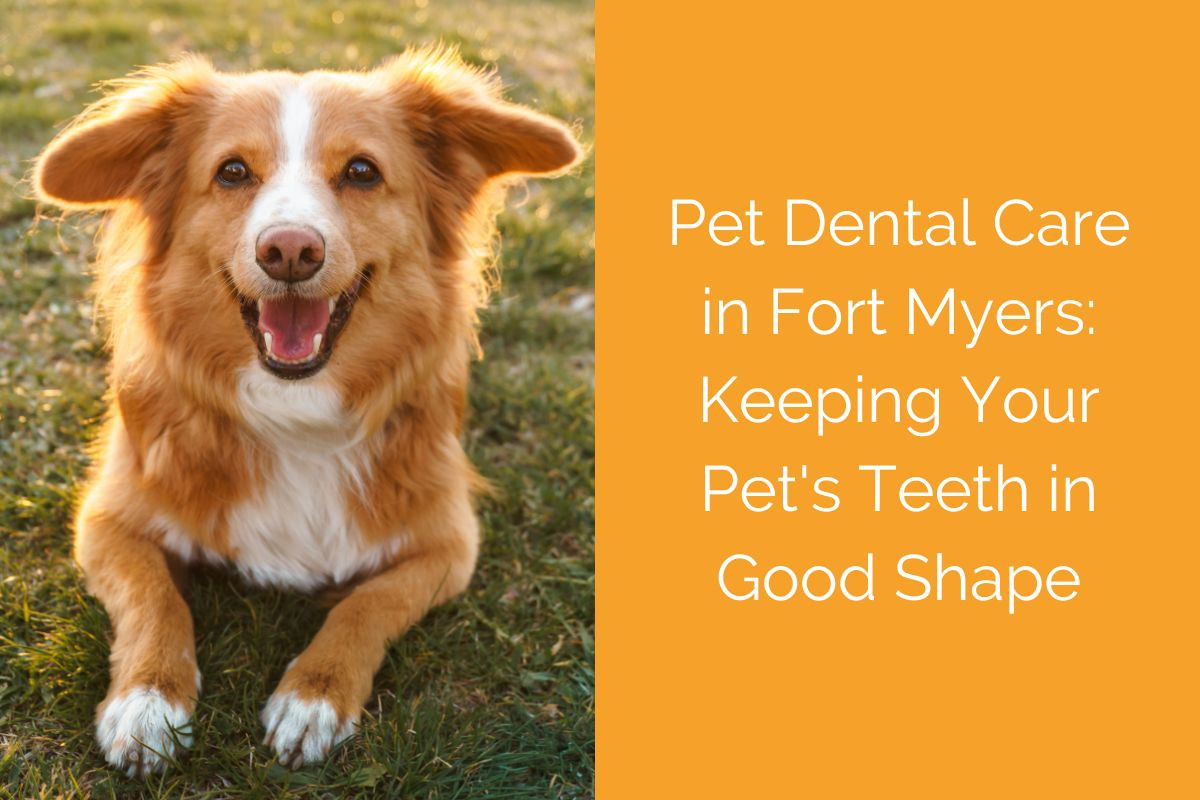 Pet Dental Care in Fort Myers: Keeping Your Pet's Teeth in Good Shape