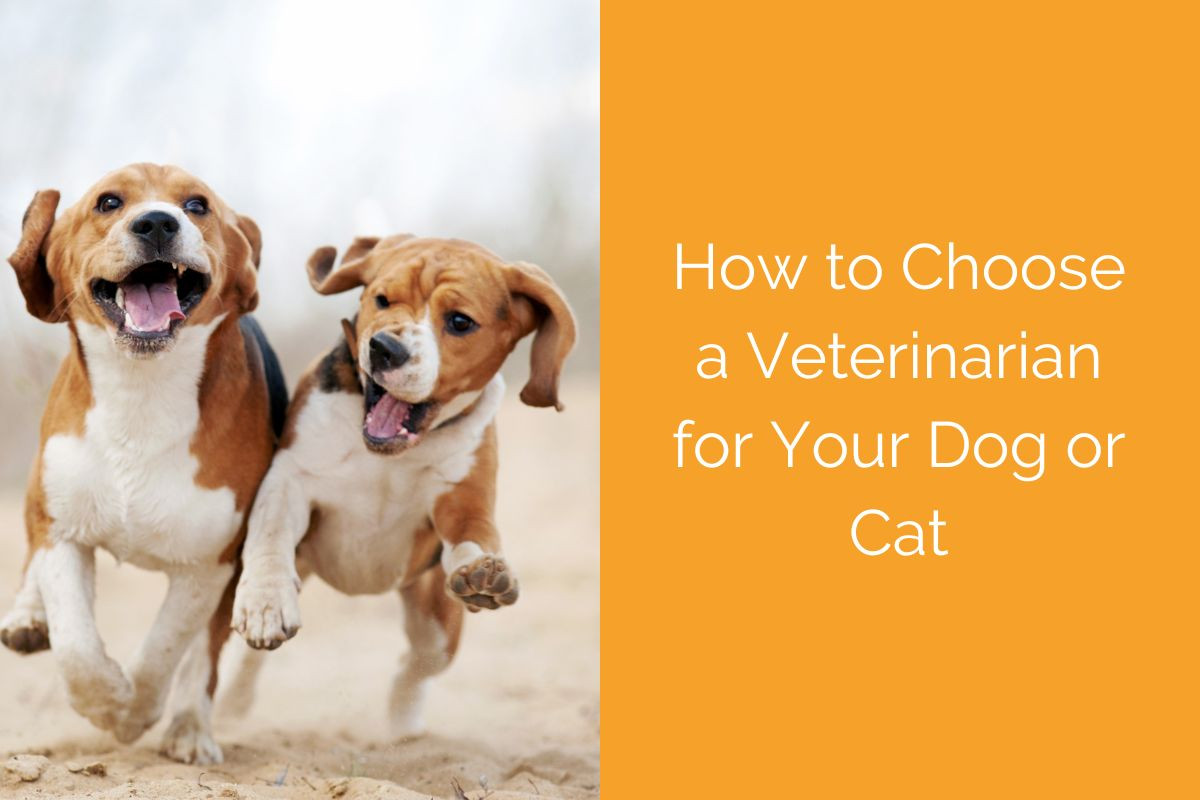 How to Choose a Veterinarian for Your Dog or Cat