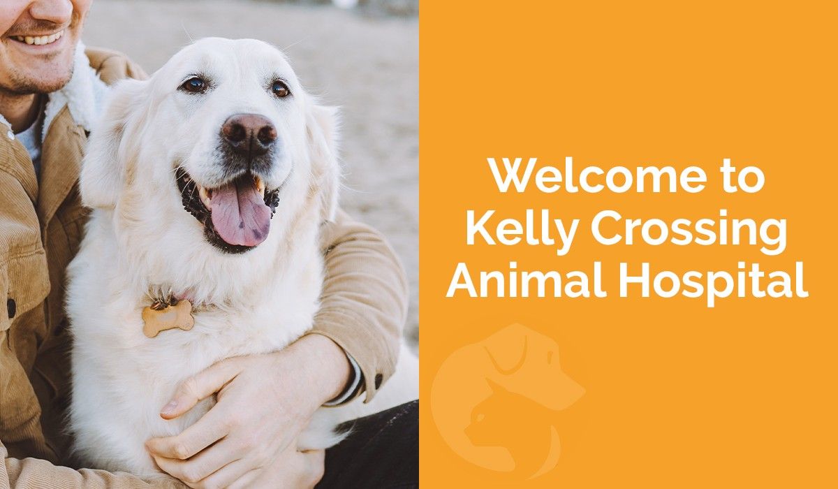 Welcome to Kelly Crossing Animal Hospital!