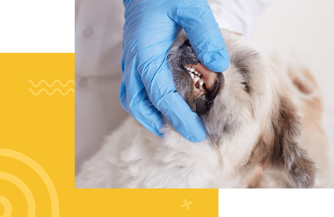 vet dentist checking dog's teeth in a clinic