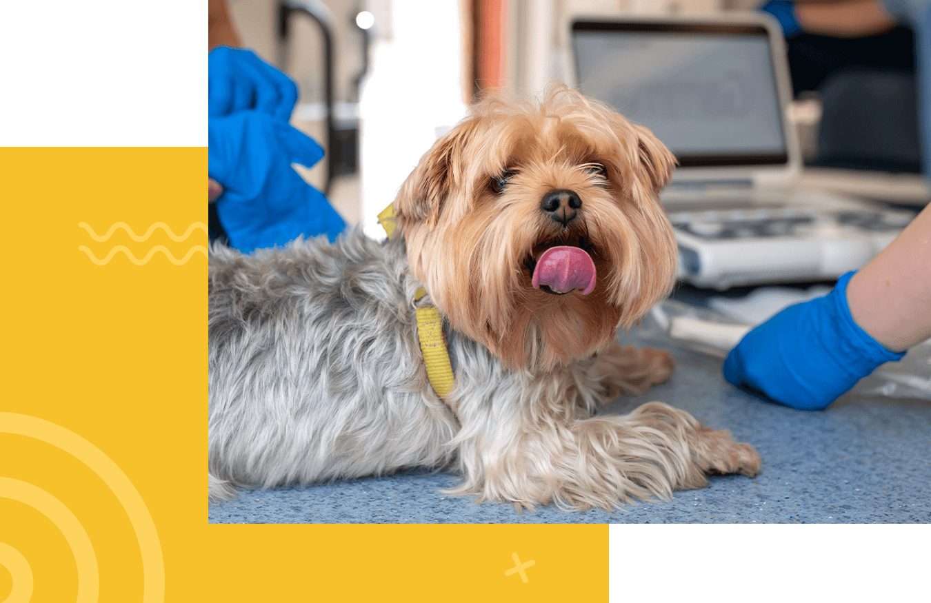 veterinarian doing ultrasound scan for dog breed yorkshire terrier in a clinic