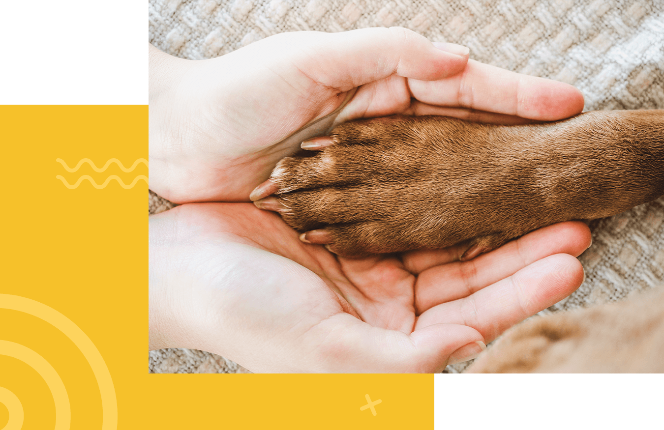 woman hands holding a dog paw