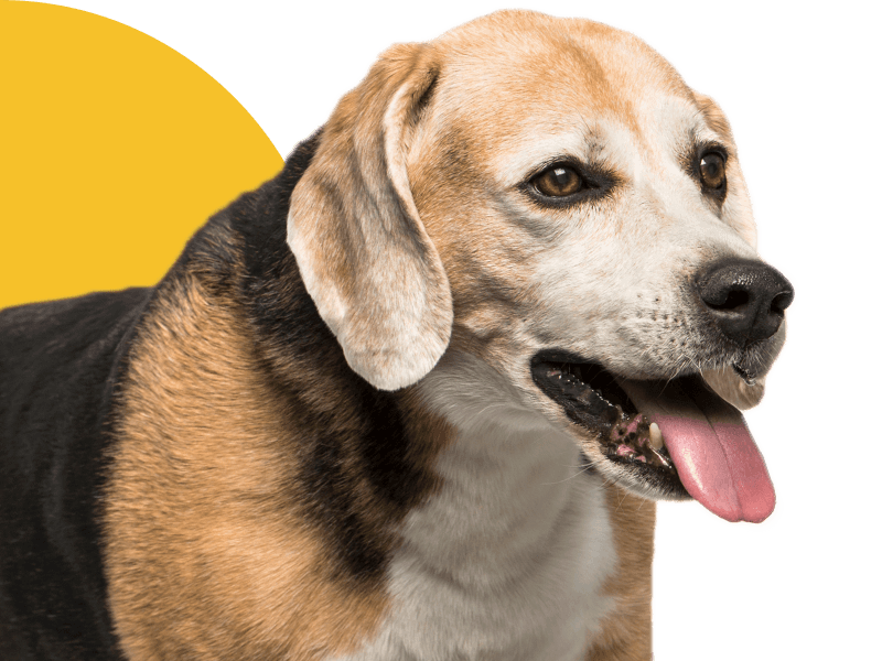 Pet Euthanasia Fort Myers, San Carlos, Fort Myers Beach | Kelly