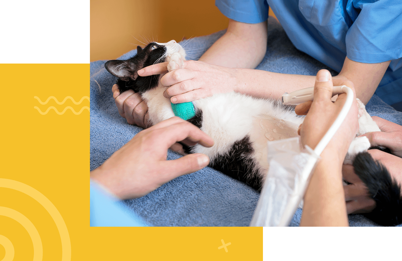 veterinary teamwork makes an ultrasound examination of a cat
