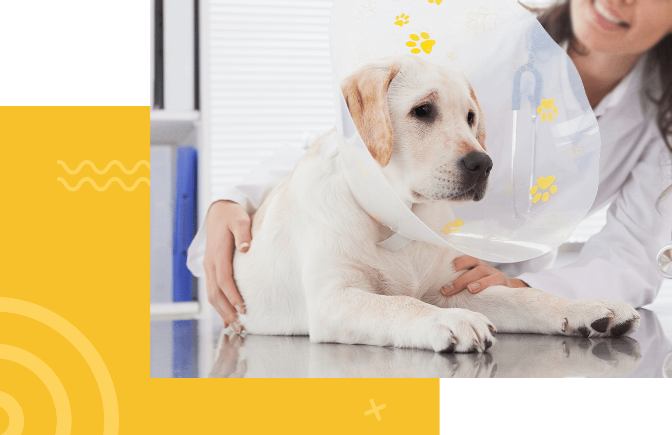 labrador dog with a cone after his sterilization