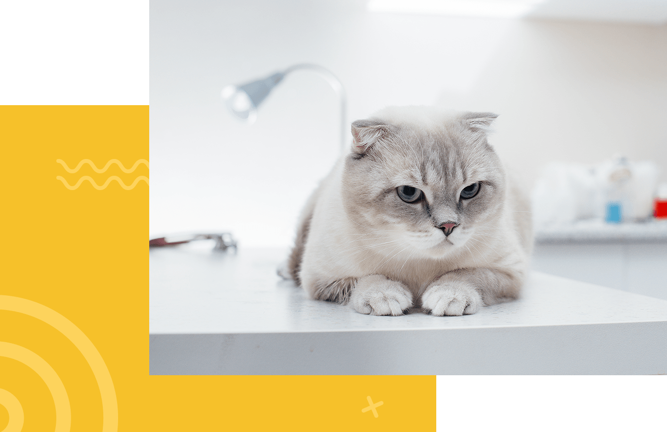 cat lying on a surgery table in a modern veterinary clinic