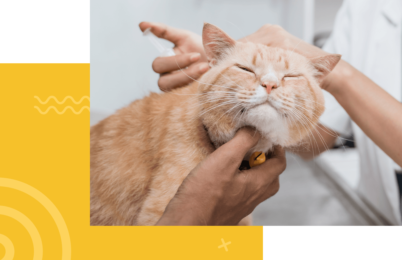 female veterinarian using injection giving the vaccine to the cat at clinic