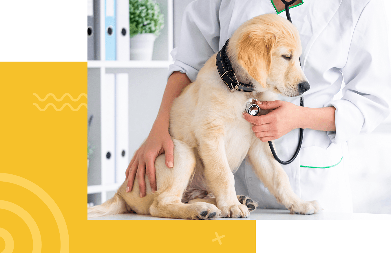 veterinarian examining a golden retriever dog with a stethoscope in a clinic